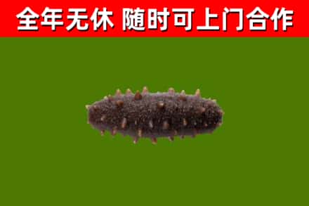 南靖县回收海参干